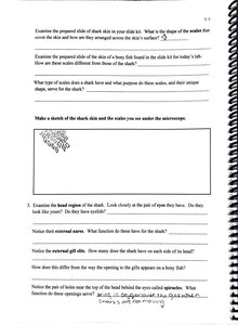 Bullfrog external anatomy