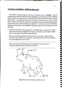 Slider turtle external anatomy
