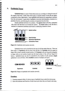 Diagram of epithelial cell polarity