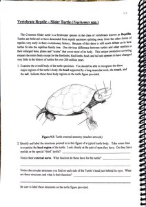 Turtle shell anatomy