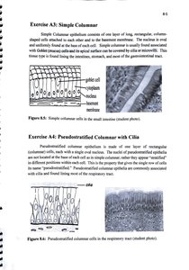 Simple columnar epithelium