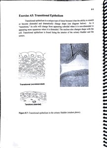 Transitional epithelium