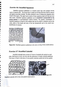 Stratified squamous epithelium