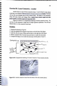 Areolar connective tissue