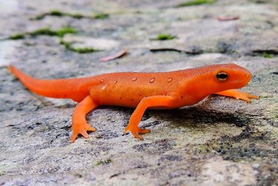 Newt example