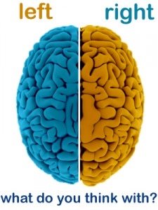 Left and right brain hemispheres