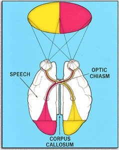 Corpus callosum and visual field mapping