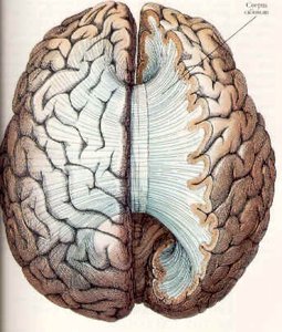 Corpus callosum fiber connections