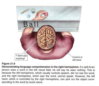 Split-brain experiment: language comprehension in right hemisphere