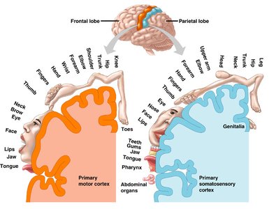Motor and somatosensory cortex homunculus