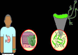 Virus inserting genes into host DNA