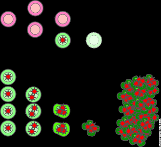 Diagram comparing normal and cancer cell division
