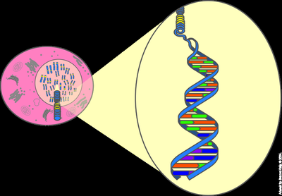 Chromosome and DNA structure