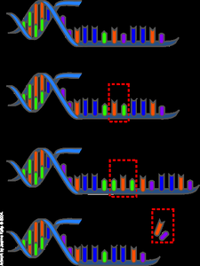 Types of DNA mutations: additions, deletions, and base changes