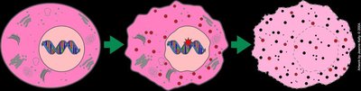 p53 protein and apoptosis pathway