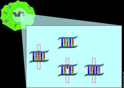 DNA repair mechanisms and consequences of failure