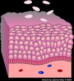 Normal epidermal cell turnover