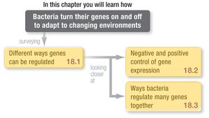 Chapter overview: Bacteria turn genes on/off to adapt
