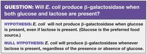 Hypothesis and null hypothesis for β-galactosidase production