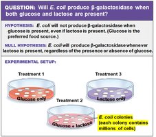 Experimental setup for β-galactosidase production