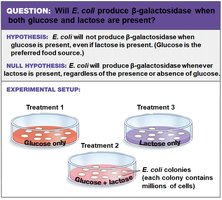 Experimental setup for β-galactosidase production (replicate)