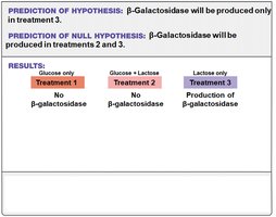 Predictions for β-galactosidase production