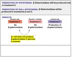 Results: β-galactosidase production