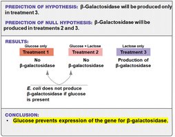 Results: β-galactosidase production with glucose