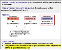 Conclusion: Glucose prevents β-galactosidase expression