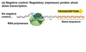 Negative control: repressor protein shuts down transcription
