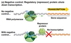 Negative control: repressor protein blocks transcription