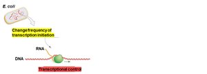 Transcriptional control diagram