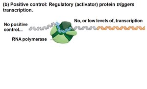 Positive control: activator protein triggers transcription