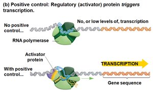 Positive control: activator protein increases transcription