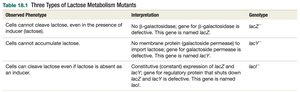 Lactose metabolism mutants table