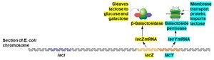lac operon: repressor prevents transcription