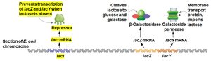 lac operon: repressor binds operator