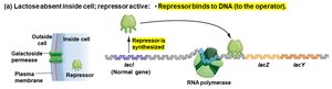 lac operon: repressor binds DNA