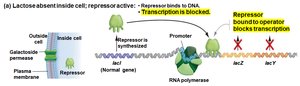 lac operon: transcription blocked by repressor