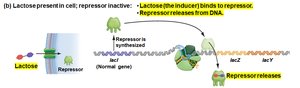 lac operon: lactose binds repressor