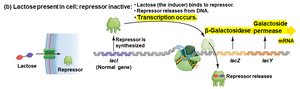 lac operon: repressor releases DNA
