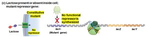 lac operon: mutant repressor
