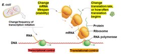 Transcriptional and translational control diagram