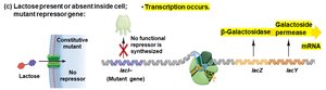 lac operon: mutant repressor, transcription occurs
