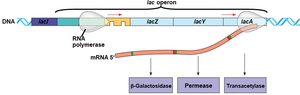lac operon structure