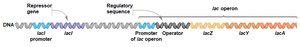 lac operon regulatory sequences