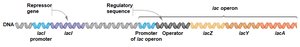 lac operon: lactose as inducer