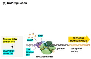 CAP regulation: frequent transcription with low glucose