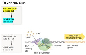 CAP regulation: infrequent transcription with high glucose