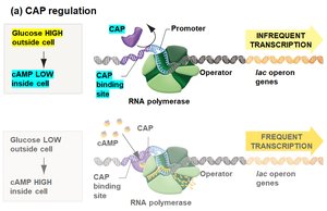 CAP regulation: both conditions